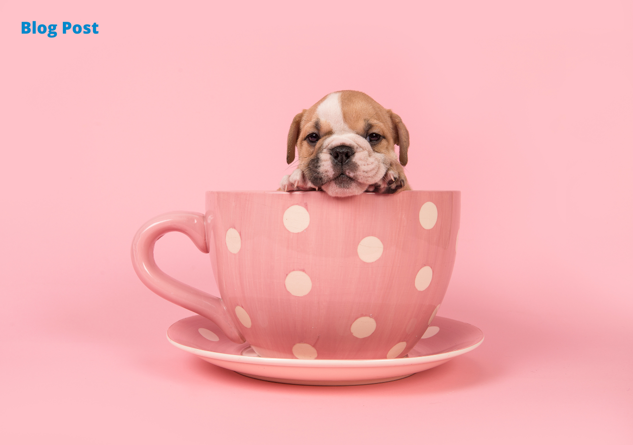 English Bulldog Growth Chart Everything You Need To Know