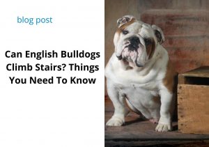 Can English Bulldogs Climb Stairs