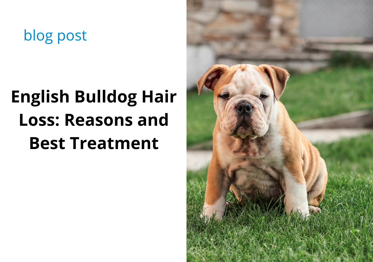 English Bulldog Hair Loss: Reasons and Best Treatment