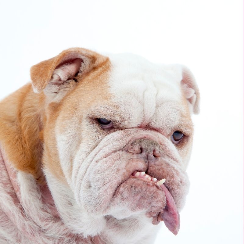 Dermatitis in English Bulldogs: Causes and Treatment Tips - English ...