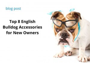 english bulldog accessories english bulldog breed