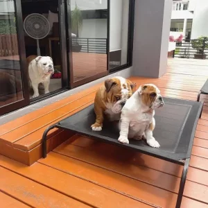 bulldog accessories