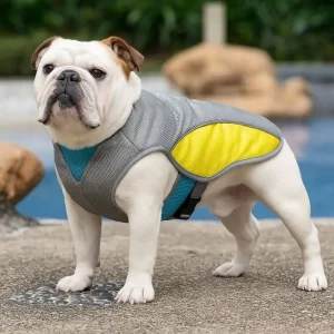 accessories for bulldogs