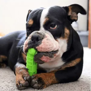 english bulldog acccessories