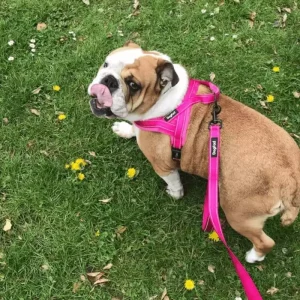 english bulldog accessories